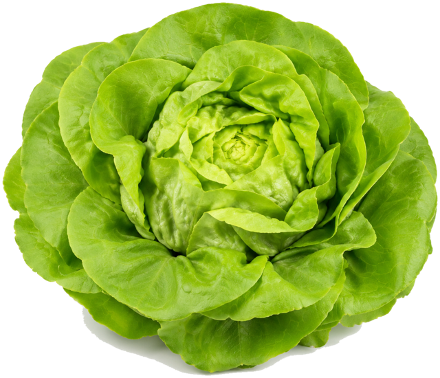 Butterhead lettuce