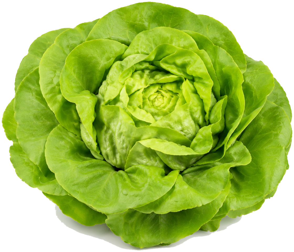 Butterhead lettuce can