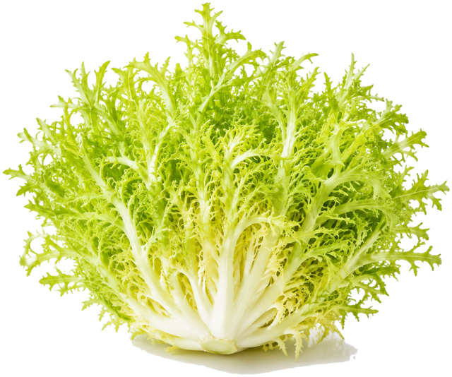 Endive