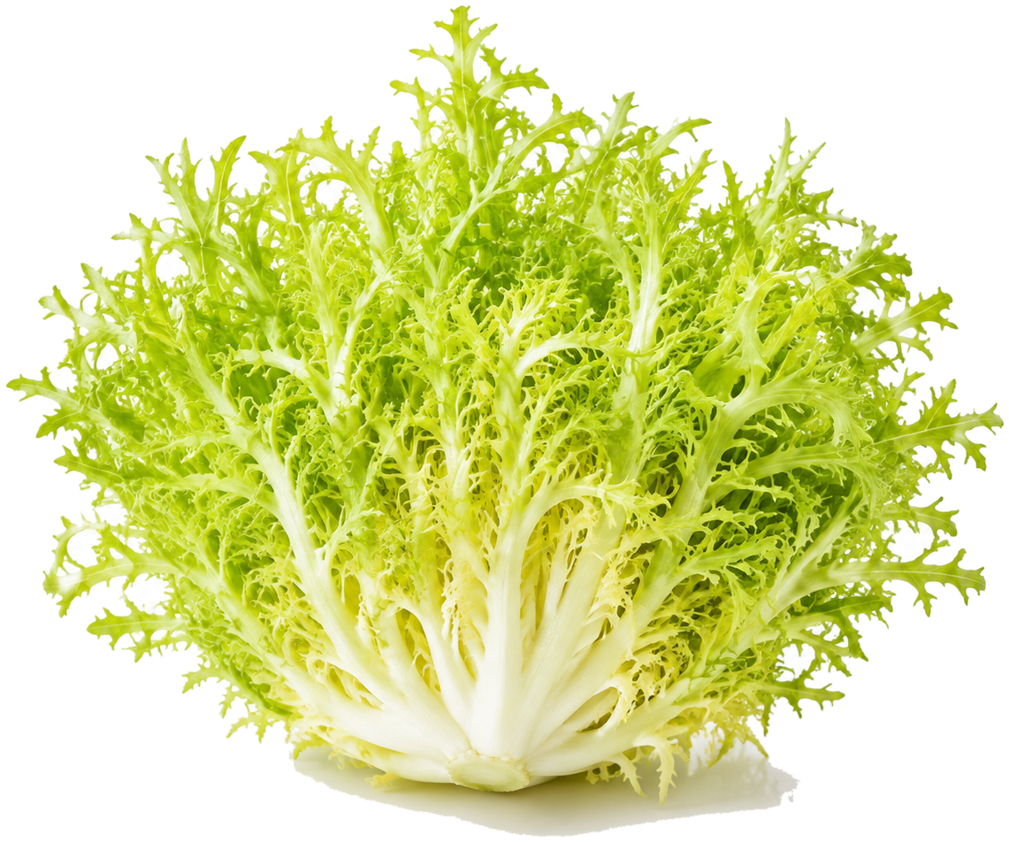 Endive can