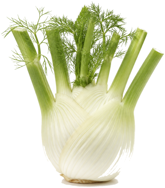 Fennel bulb