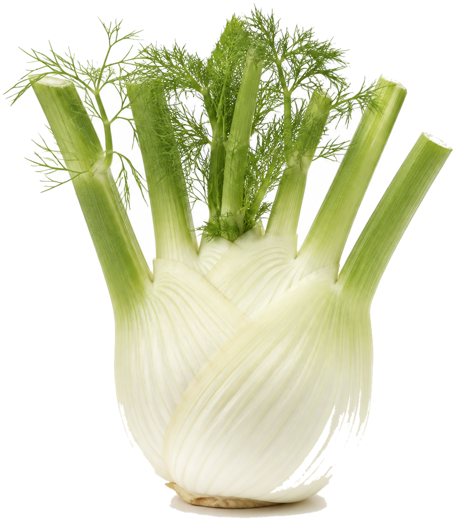 Fennel bulb can