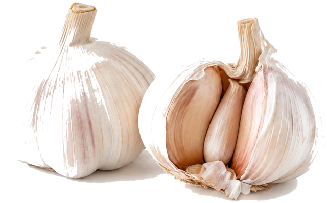 Garlic