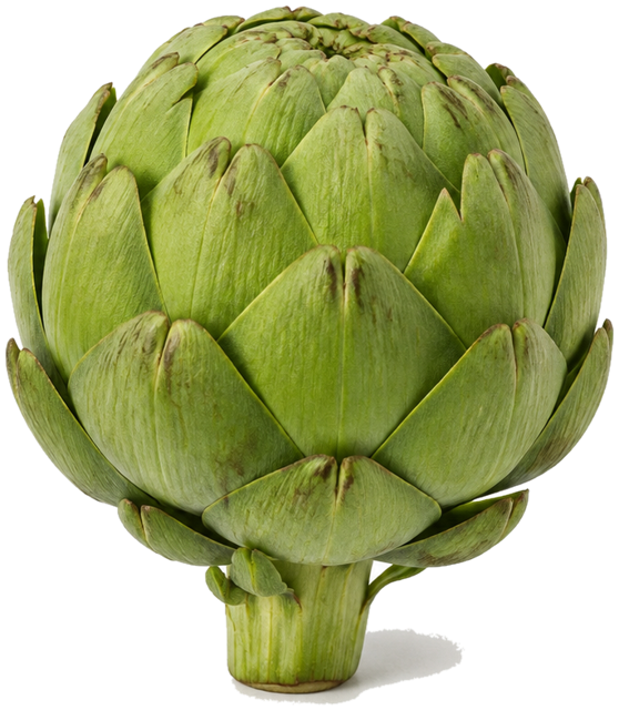 Globe artichoke
