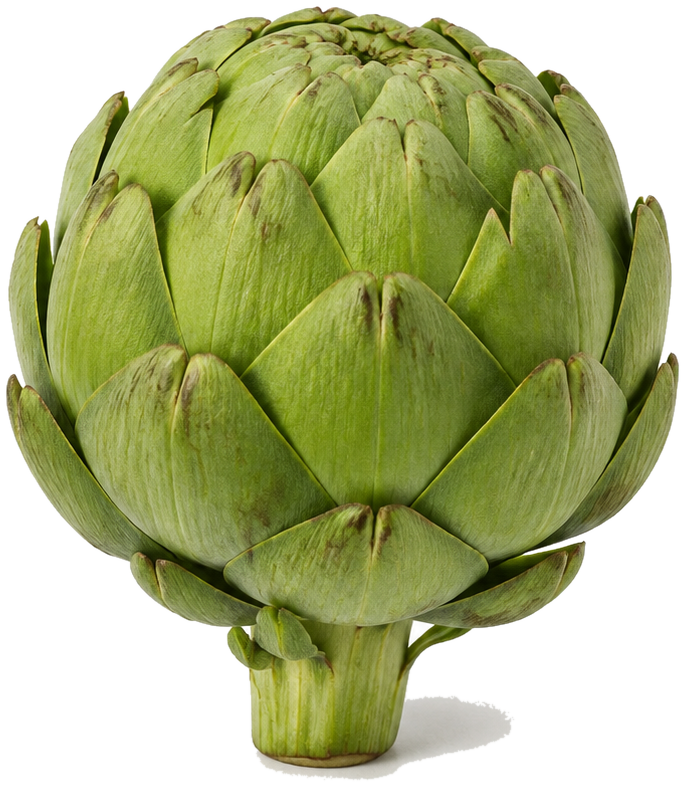 Globe artichoke can