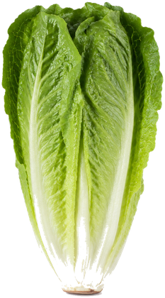 Romaine lettuce