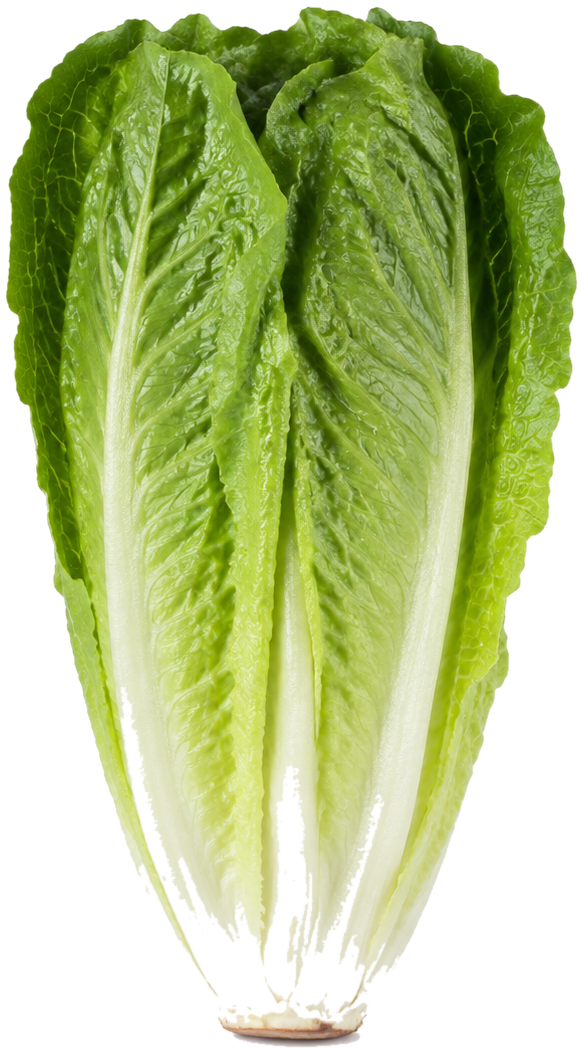 Romaine lettuce can