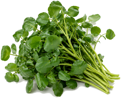 Watercress